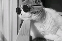 C罗世界杯夺冠梦想：葡萄牙队巅峰时刻见证C罗传奇